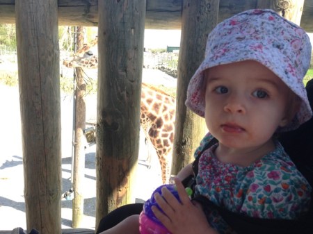 Bear photobombed by a giraffe